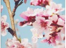 Настенная композиция «Цветение»